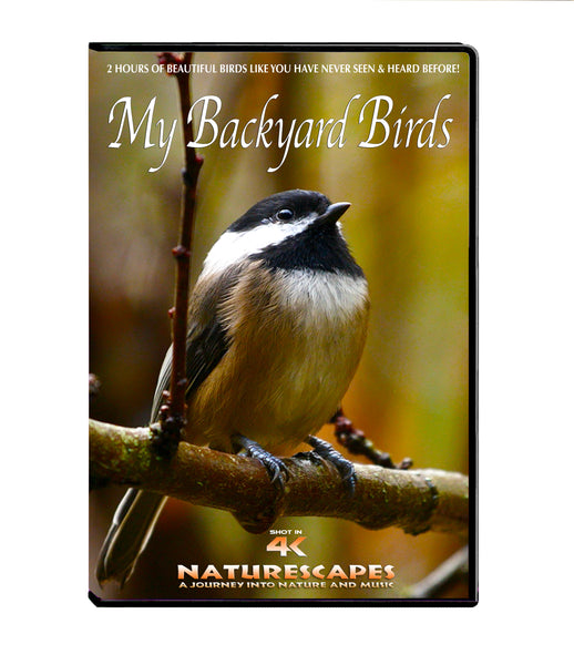 MY BACKYARD BIRDS JOHN Of LIGHT RelaxTV