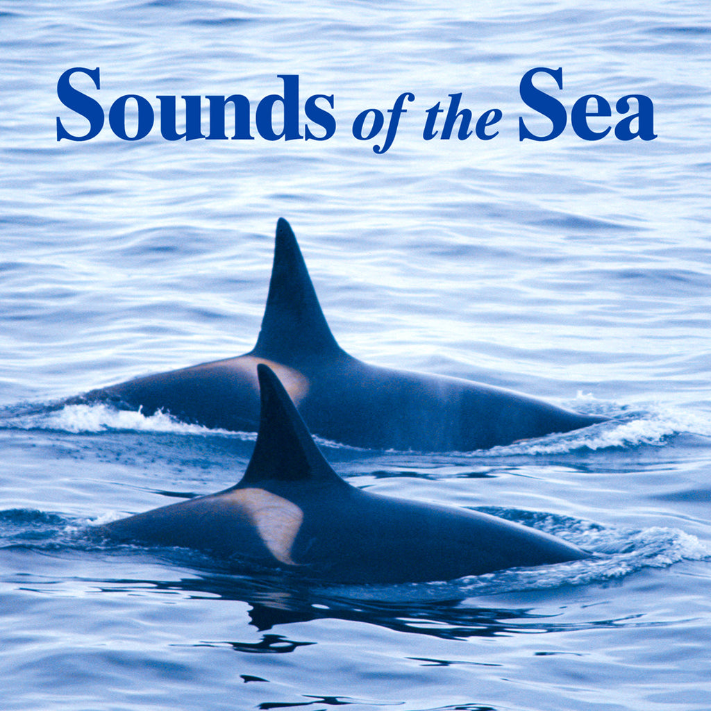 Sounds of the Sea