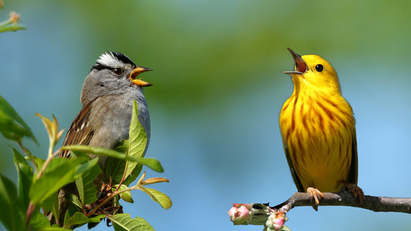 BIRDWATCH-TV