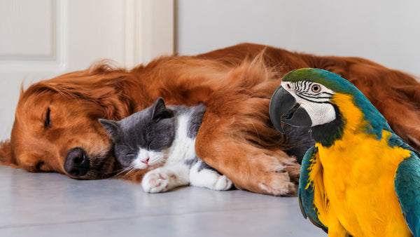 PETFLIX-TV
