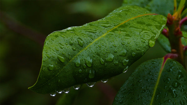 RELAXING NATURE