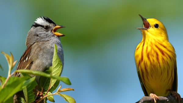 SONGBIRDS