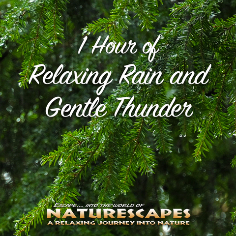 1 Hour of Relaxing Rain and Gentle Thunder - John Grout