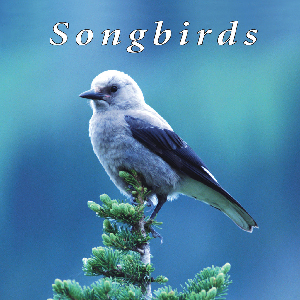 Songbirds - NATURESCAPES