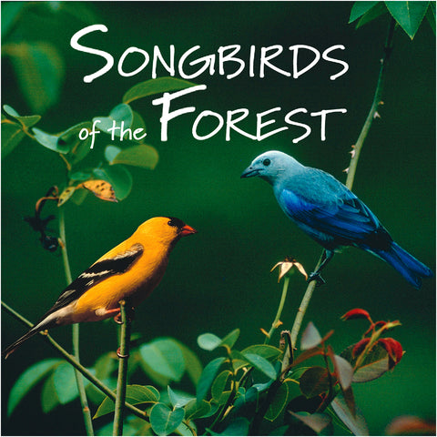 Songbirds of the Forest - NATURESCAPES