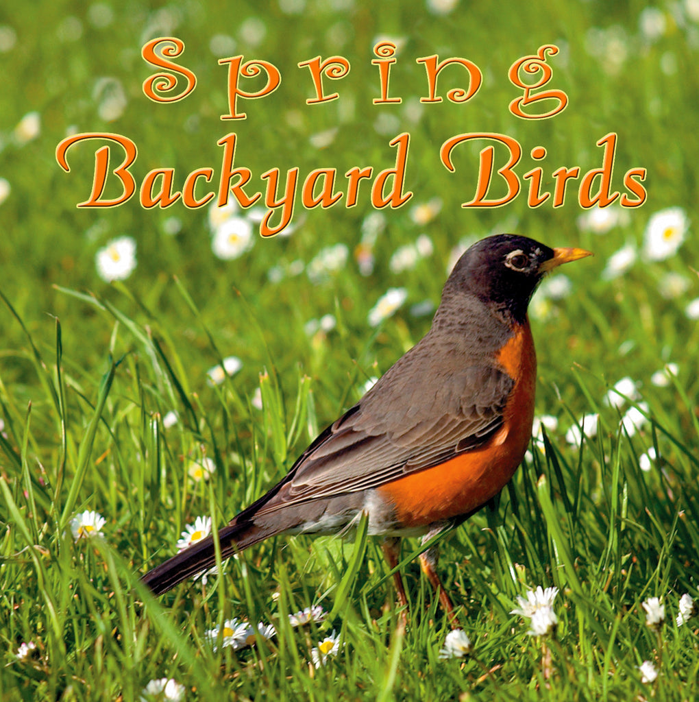 Spring Backyard Birds