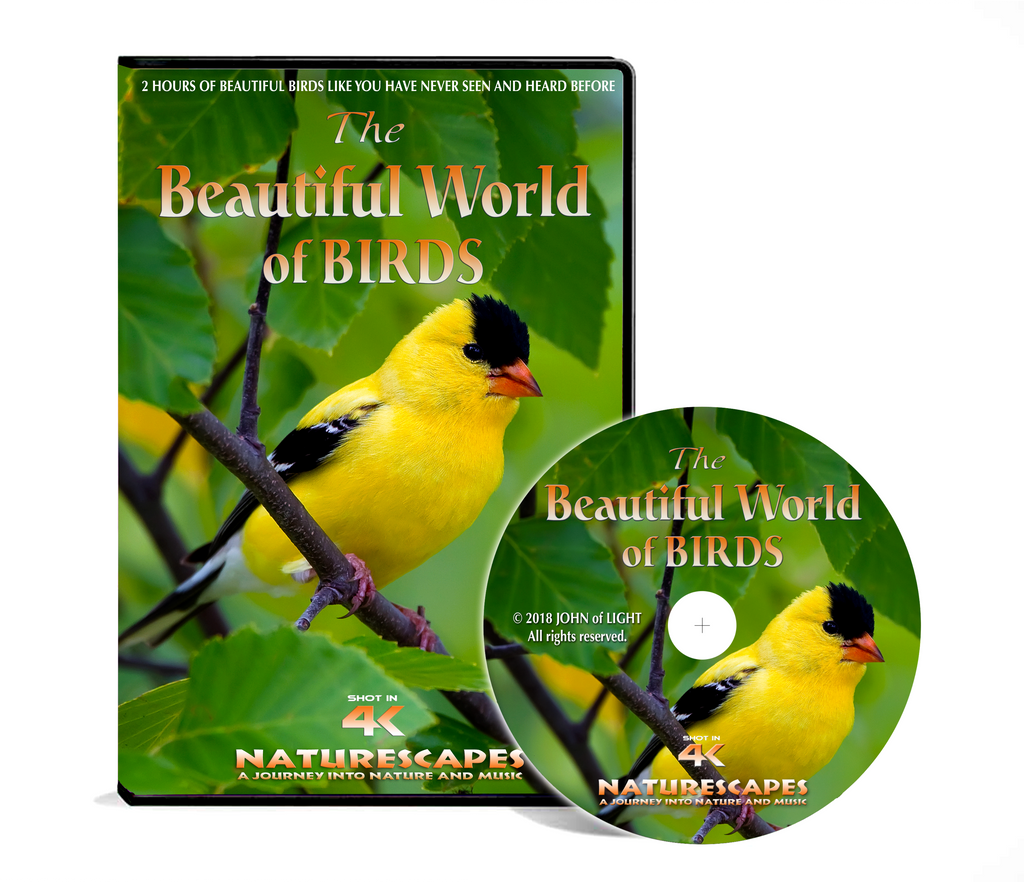 The Beautiful World of Birds - JOHN Of LIGHT